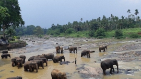 סרי לנקה 2022 (74).jpg