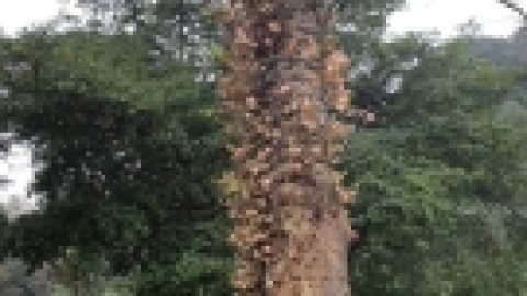 סרי לנקה 2022 (73).jpg