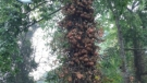 סרי לנקה 2022 (81).jpg