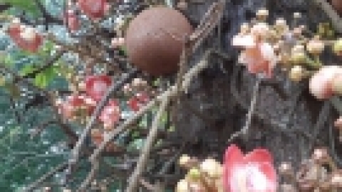 סרי לנקה 2022 (82).jpg