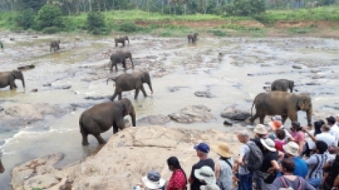 סרי לנקה 2022 (76).jpg