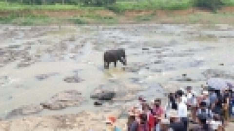 סרי לנקה 2022 (75).jpg