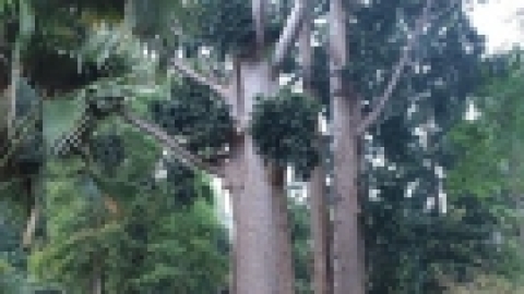 סרי לנקה 2022 (85).jpg