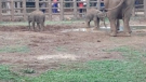 סרי לנקה 2022 (98).jpg