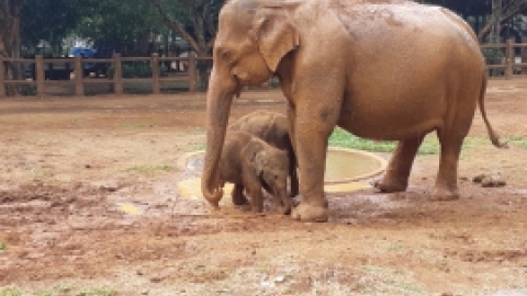 סרי לנקה 2022 (103).jpg