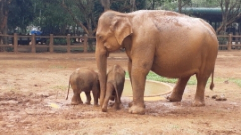 סרי לנקה 2022 (101).jpg