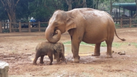 סרי לנקה 2022 (99).jpg