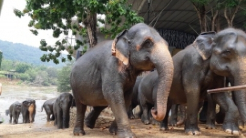 סרי לנקה 2022 (102).jpg