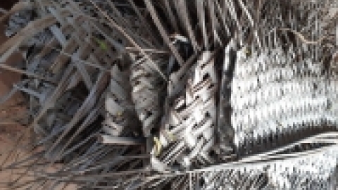 סרי לנקה 2022 (107).jpg