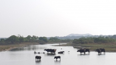 סרי לנקה 2022 (119).jpg