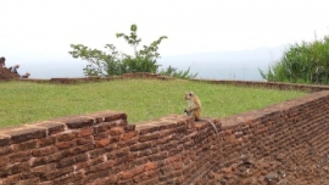 סרי לנקה 2022 (127).jpg