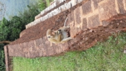 סרי לנקה 2022 (128).jpg