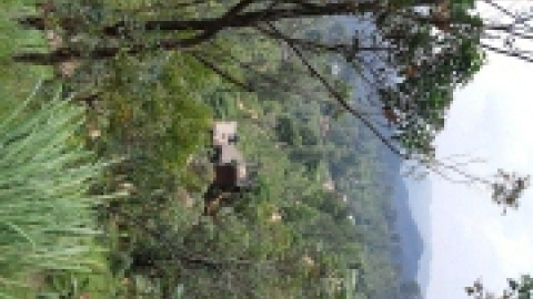 סרי לנקה 2022 (137).jpg