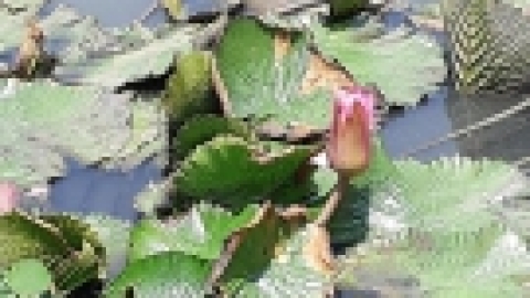 סרי לנקה 2022 (141).jpg