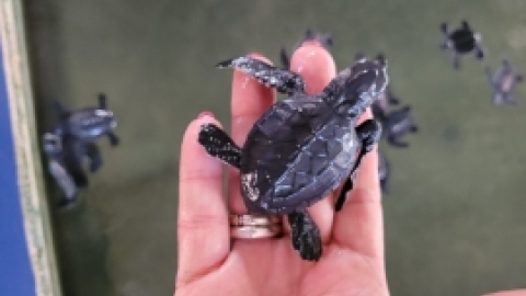 סרי לנקה 2022 (189).jpg