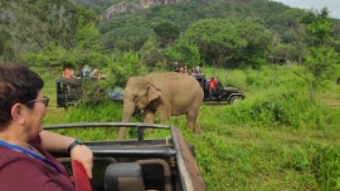 סרי לנקה 2022 (188).jpg