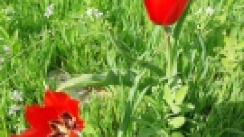 טיול לנחל שלף ורמת מנשה (6).jpeg