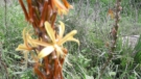 טיול לנחל שלף ורמת מנשה (9).jpeg