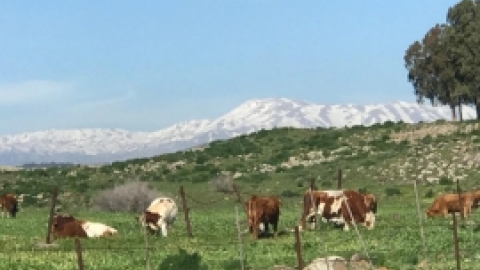 טיול לנחל שלף ורמת מנשה (8).jpeg