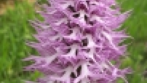 טיול לנחל שלף ורמת מנשה (15).jpeg