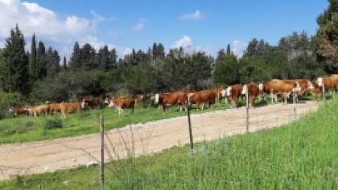 טיול לנחל שלף ורמת מנשה (17).jpeg