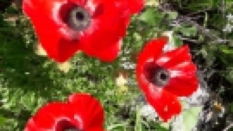 טיול לנחל שלף ורמת מנשה (12).jpeg