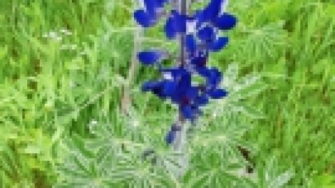 טיול לנחל שלף ורמת מנשה (7).jpeg