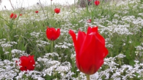 טיול לנחל שלף ורמת מנשה (10).jpeg