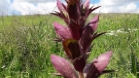 טיול לנחל שלף ורמת מנשה (22).jpeg