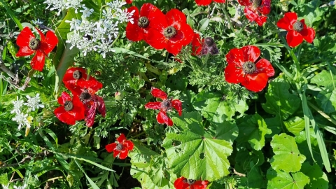 תמונה של WhatsApp‏ 2024-03-11 בשעה 14.26.09_cd309aef.jpg